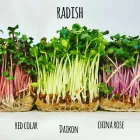 Image 4 podniku PRAGUE MICROGREENS FARM Zemědělské služby v Praha PR