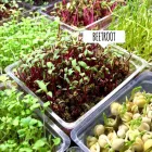 Image 7 podniku PRAGUE MICROGREENS FARM Zemědělské služby v Praha PR